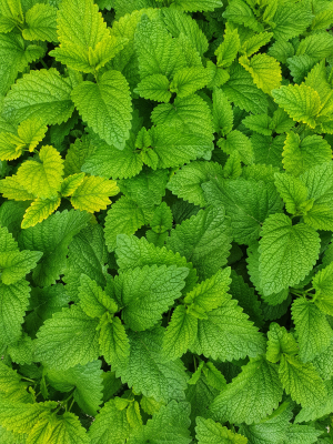 Mint leaves